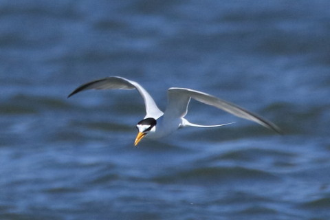 トリミング 2016/4月 SIGMA150-600C+7D2 焦点距離562mm F8 ss1/2000 ISO800 Case3