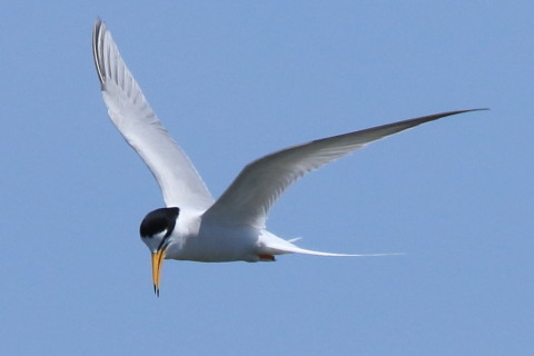 トリミング 2016/4月 SIGMA150-600C+7D2 焦点距離562mm F8 ss1/2000 ISO400 Case3