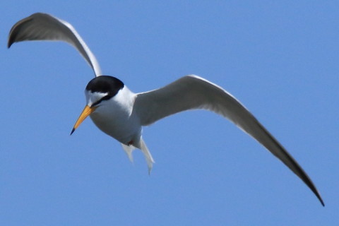 トリミング 2016/4月 SIGMA150-600C+7D2 焦点距離562mm F8 ss1/2000 ISO400 Case3