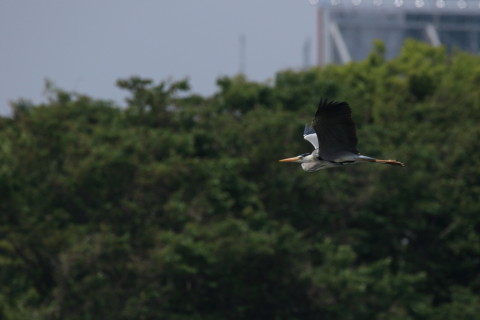 2016/5月 SIGMA150-600C+7D2 焦点距離600mm F8 ss1/2000 ISO320 Case3
