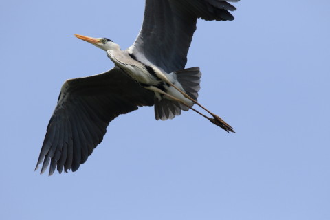 2016/5月 SIGMA150-600C+7D2 焦点距離468mm F8 ss1/2000 ISO400 Case3