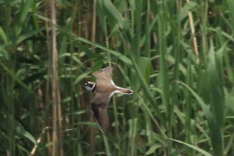 トリミング 2016/5月 SIGMA150-600C+7D2 焦点距離600mm F8 ss1/2000 ISO640 Case3