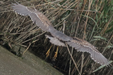 トリミング 2016/5月 SIGMA150-600C+7D2 焦点距離600mm F8 ss1/2000 ISO800 Case3