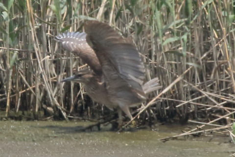 トリミング 2016/5月 SIGMA150-600C+7D2 焦点距離600mm F8 ss1/2000 ISO800 Case3