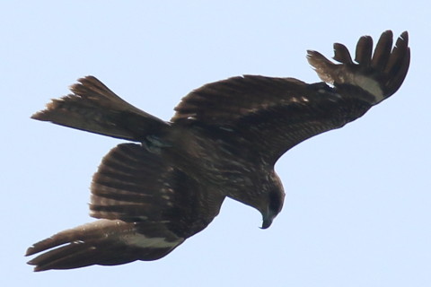 トリミング 2016/5月 SIGMA150-600C+7D2 焦点距離600mm F8 ss1/2000 ISO320 Case3