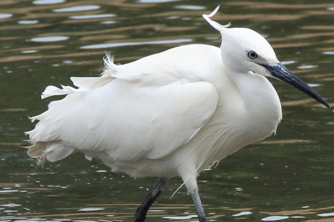 トリミング 2016/5月 SIGMA150-600C+7D2 焦点距離600mm F8 ss1/1000 ISO500