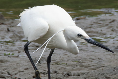 トリミング 2016/5月 SIGMA150-600C+7D2 焦点距離600mm F8 ss1/1000 ISO800