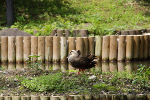 2016/6月 SIGMA150-600C+7D2 焦点距離600mm F11 ss1/125 ISO200