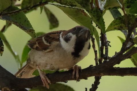 トリミング 2016/6月 SIGMA150-600C+7D2 焦点距離600mm F8 ss1/1600 ISO1600