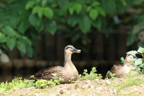 2016/6月 SIGMA150-600C+7D2 焦点距離600mm F8 ss1/80 ISO200