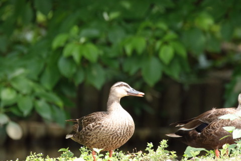 2016/6月 SIGMA150-600C+7D2 焦点距離600mm F8 ss1/500 ISO1600