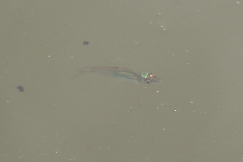 トリミング 2015/6月 SIGMA17-70+7D2 焦点距離70mm F5.6 ss1/125 ISO100