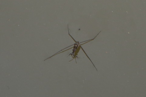 トリミング 2015/6月 SIGMA17-70+7D2 焦点距離70mm F5.6 ss1/125 ISO100