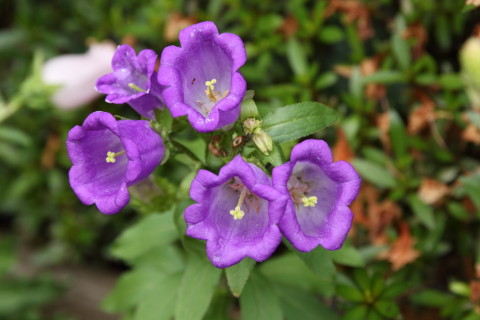 2016/6月 SIGMA17-70+7D2 焦点距離70mm F5.6 ss1/60 ISO100