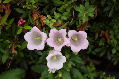 2016/6月 SIGMA17-70+7D2 焦点距離70mm F5.6 ss1/125 ISO100