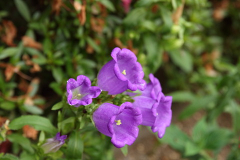 2016/6月 SIGMA17-70+7D2 焦点距離70mm F5.6 ss1/60 ISO100