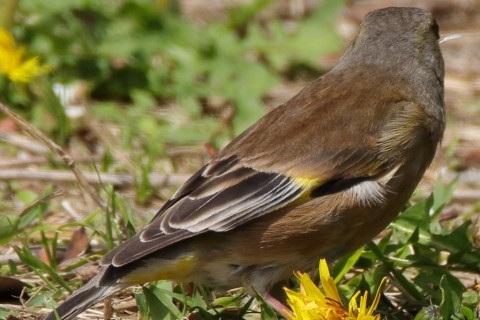 トリミング 2016/4月 SIGMA150-600C+7D2 焦点距離600mm F6.3 ss1/800 ISO200