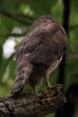 トリミング 2016/7月 SIGMA150-600C+7D2 焦点距離435mm F8 ss1/500 ISO1600