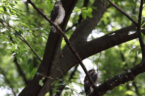 2016/7月 SIGMA150-600C+7D2 焦点距離468mm F8 ss1/500 ISO1600