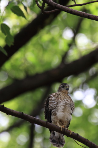 2016/7月 SIGMA150-600C+7D2 焦点距離600mm F8 ss1/400 ISO800