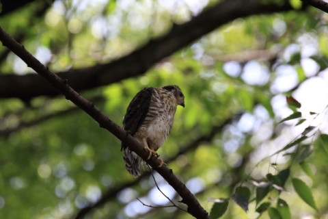 2016/7月 SIGMA150-600C+7D2 焦点距離468mm F8 ss1/500 ISO800