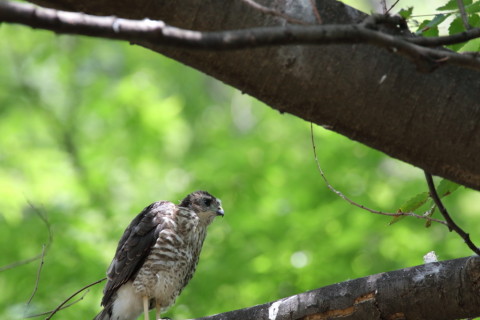 2016/7月 SIGMA150-600C+7D2 焦点距離600mm F8 ss1/160 ISO800