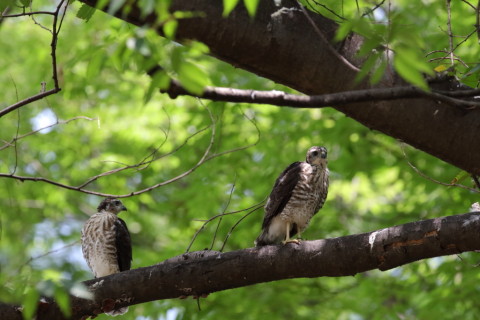 2016/7月 SIGMA150-600C+7D2 焦点距離403mm F8 ss1/500 ISO1600