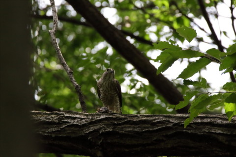 2016/7月 SIGMA150-600C+7D2 焦点距離600mm F8 ss1/640 ISO1600