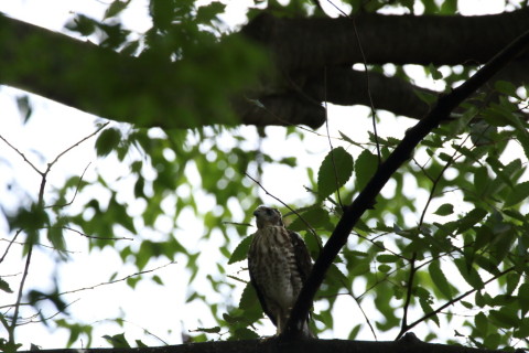 2016/7月 SIGMA150-600C+7D2 焦点距離600mm F8 ss1/500 ISO320