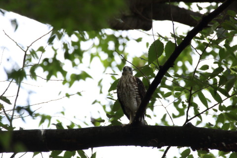 2016/7月 SIGMA150-600C+7D2 焦点距離600mm F8 ss1/500 ISO320