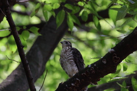 2016/7月 SIGMA150-600C+7D2 焦点距離600mm F8 ss1/640 ISO1600