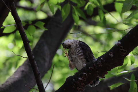 2016/7月 SIGMA150-600C+7D2 焦点距離600mm F8 ss1/640 ISO1600