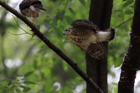 2016/7月 SIGMA150-600C+7D2 焦点距離484mm F8 ss1/640 ISO1600 Case3