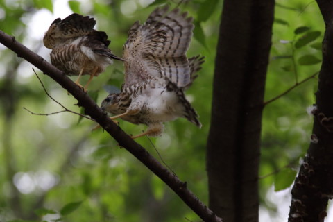 2016/7月 SIGMA150-600C+7D2 焦点距離484mm F8 ss1/640 ISO1600 Case3