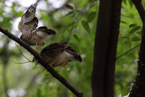 2016/7月 SIGMA150-600C+7D2 焦点距離484mm F8 ss1/640 ISO1600 Case3