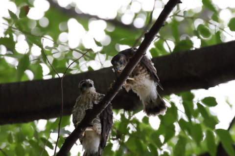 2016/7月 SIGMA150-600C+7D2 焦点距離484mm F8 ss1/640 ISO1600
