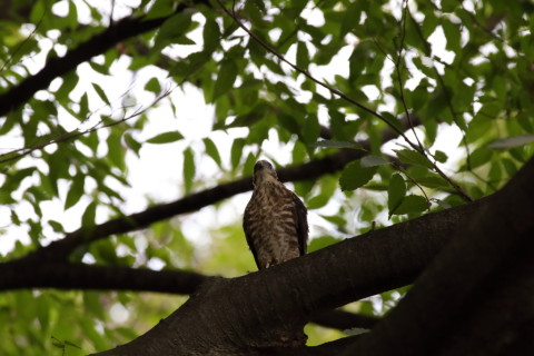 2016/7月 SIGMA150-600C+7D2 焦点距離484mm F8 ss1/500 ISO1600