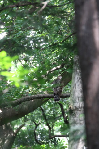 2016/7月 SIGMA150-600C+7D2 焦点距離600mm F8 ss1/100 ISO3200