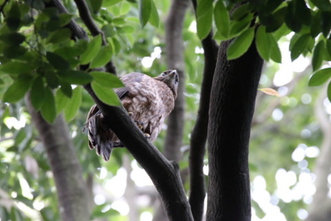 2016/7月 SIGMA150-600C+7D2 焦点距離600mm F8 ss1/100 ISO3200