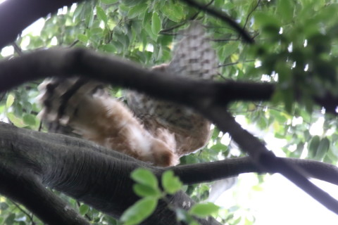 2016/7月 SIGMA150-600C+7D2 焦点距離600mm F8 ss1/100 ISO3200