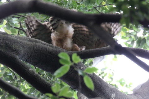 2016/7月 SIGMA150-600C+7D2 焦点距離600mm F8 ss1/100 ISO3200
