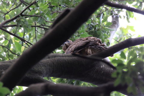 2016/7月 SIGMA150-600C+7D2 焦点距離600mm F8 ss1/125 ISO3200