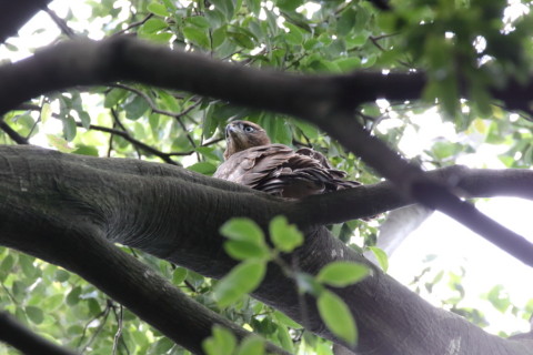 2016/7月 SIGMA150-600C+7D2 焦点距離600mm F8 ss1/125 ISO3200