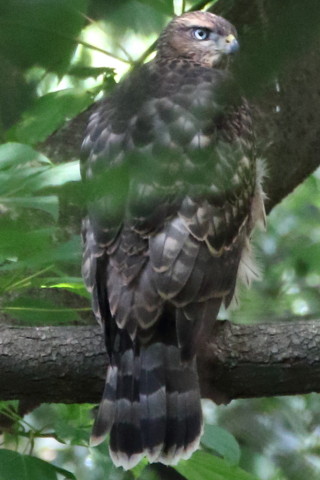 トリミング 2016/7月 SIGMA150-600C+7D2 焦点距離600mm F8 ss1/100 ISO3200