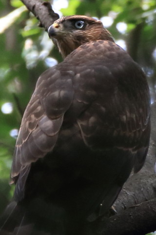 トリミング 2016/6月 SIGMA150-600C+7D2 焦点距離600mm F8 ss1/320 ISO1600