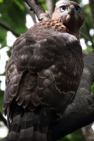 トリミング 2016/6月 SIGMA150-600C+7D2 焦点距離600mm F8 ss1/250 ISO800