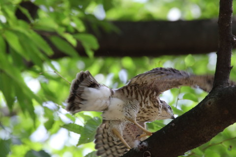 2016/7月 SIGMA150-600C+7D2 焦点距離600mm F8 ss1/320 ISO1000 Case2