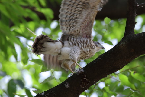 2016/7月 SIGMA150-600C+7D2 焦点距離600mm F8 ss1/320 ISO800 Case2