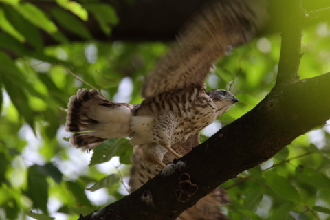 2016/7月 SIGMA150-600C+7D2 焦点距離600mm F8 ss1/320 ISO640 Case2