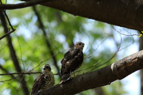 2016/7月 SIGMA150-600C+7D2 焦点距離600mm F8 ss1/500 ISO1250